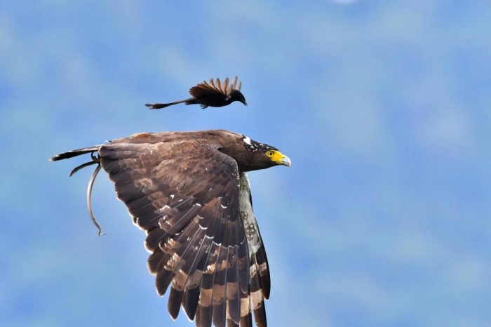 Необычный момент небольшая птица садится на спину большого несчастного орла