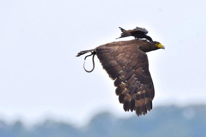 Необычный момент небольшая птица садится на спину большого несчастного орла