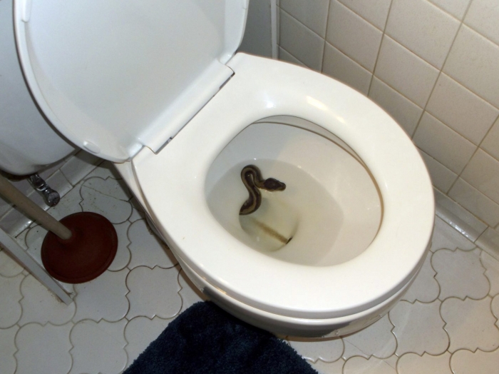 Змея в унитазе: потерянный питомец, был найденный в туалете, вдали от места, где змея пропала