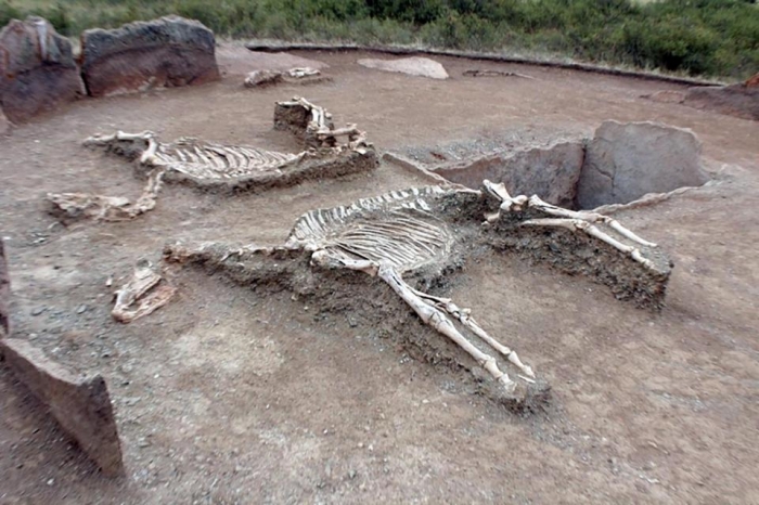 Было найдено захоронение 5000-летних скелетов любовников рядом с останками двух жертвенных лошадей