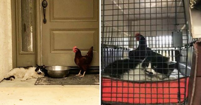 Кошка и курица поддерживают маловероятную дружбу во время пожаров в Сакраменто