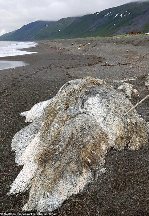 Загадочное гигантское «волосатое морское чудовище» поставило местное население в тупик, так как на берег России выбросило непонятное чудовище