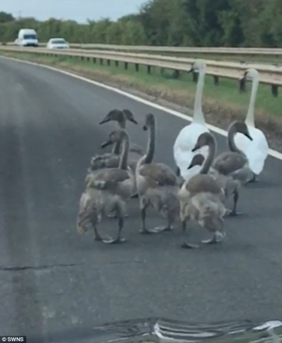 Два лебедя и их лебедята вызывали транспортный хаос на проезжей части