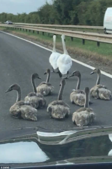 Два лебедя и их лебедята вызывали транспортный хаос на проезжей части