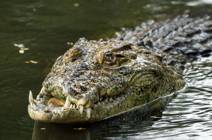 Деформированный крокодил потерял половину верхней челюсти после битвы с другими рептилиями