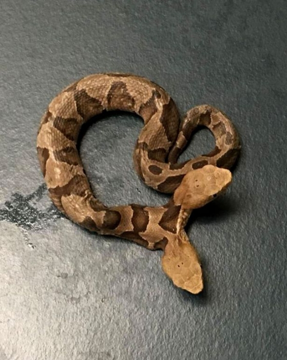 Редкая змея с двумя головами была найдена в Виpджинии