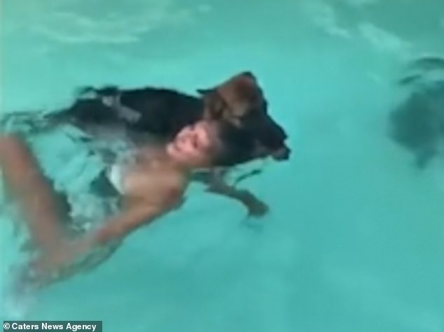 Удивительный момент, собака прыгает в бассейн и спасает «утопающую» женщину за волосы