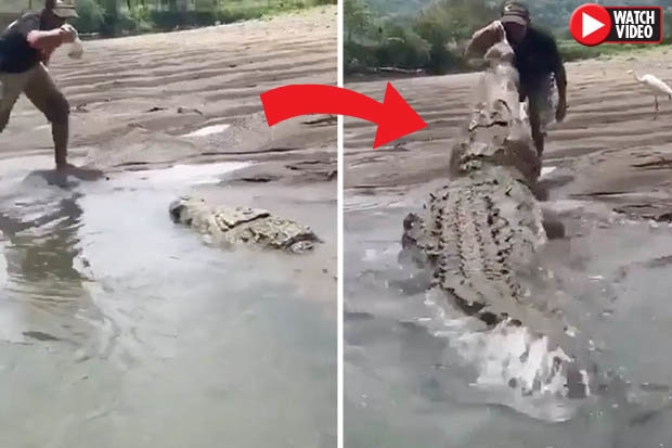 Мужчина со стальными нервами выманил самого большого крокодила из его укрытия