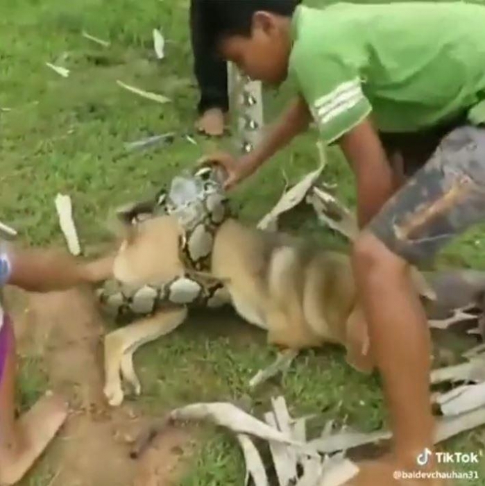 Драматический момент дети отбиваются от большой змеи, пытающуюся убить их собаку