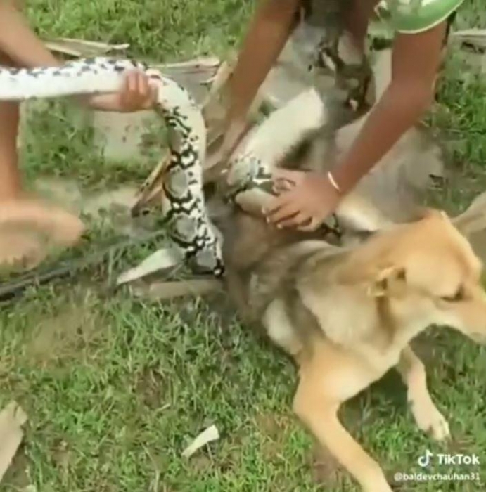 Драматический момент дети отбиваются от большой змеи, пытающуюся убить их собаку