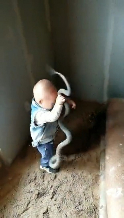 Бесстрашный ребенок разбирается с огромными змеями, еще даже не научившись говорить