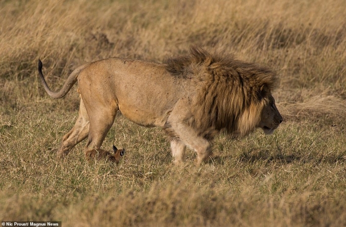 Рычащая мать каракала противостоит голодному льву, который собирался съесть её котенка