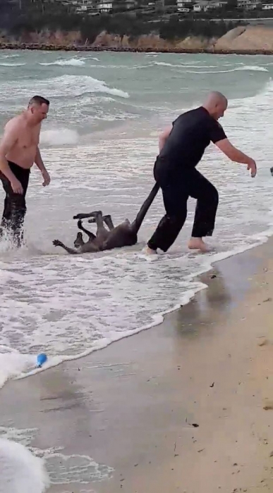 Герои полицейские вытащили тонущее кенгуру из моря и привели его в чувство с помощью искусственного дыхания