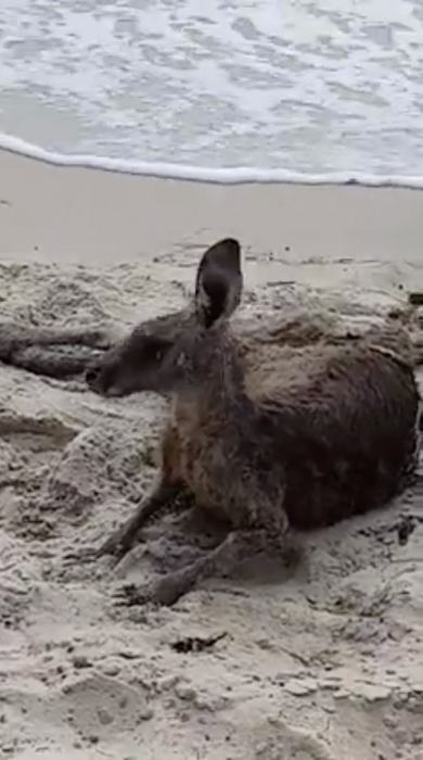 Герои полицейские вытащили тонущее кенгуру из моря и привели его в чувство с помощью искусственного дыхания