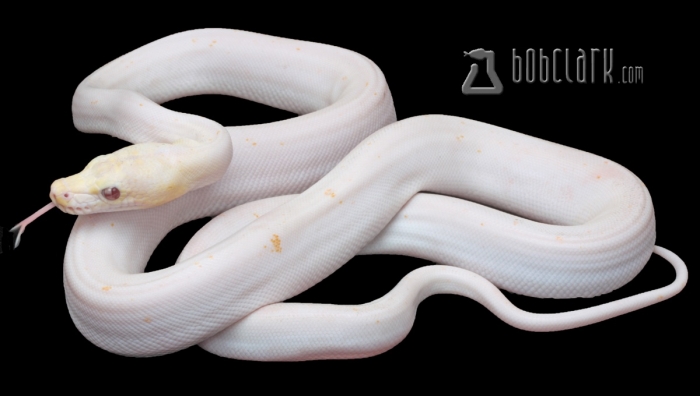 Змея питон альбинос обнаружен в магазине одежды Goodwill