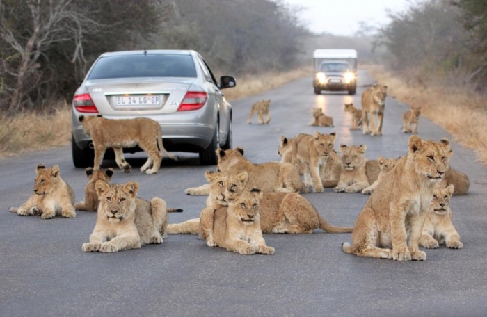 На невероятных фото прайд львов и детенышей, блокирующих движение машин в Южной Африке