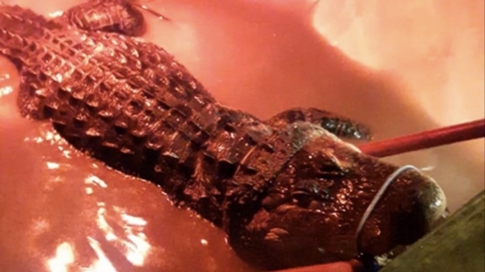 Почти 2-метровый аллигатор был удален из горячей ванны в доме в Канзас-Сити