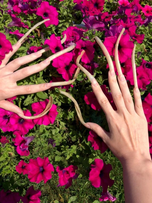 Женщина четыре года, выращивала свои ногти 12 см в длину