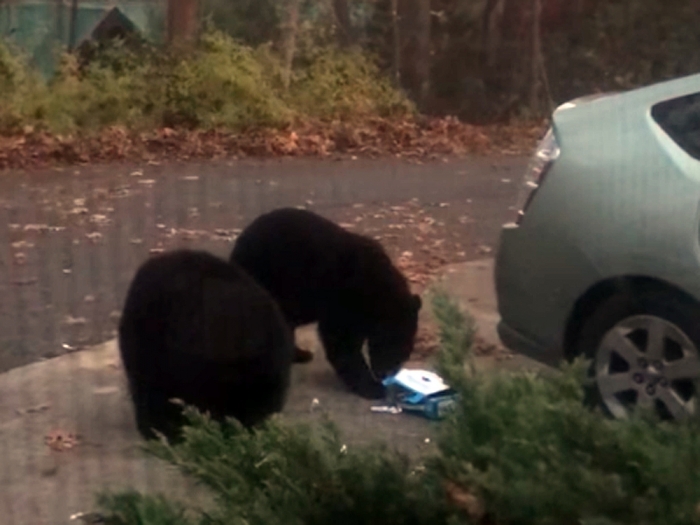 Семья медведей вломилась в машину, и сожрала 50 шоколадных батончиков