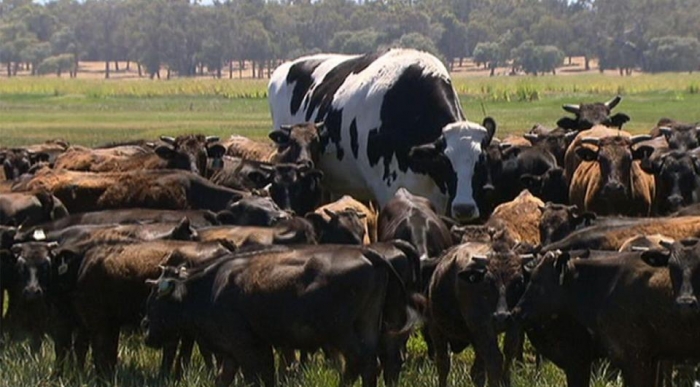 После статьи о большой корове, все стали мериться коровами