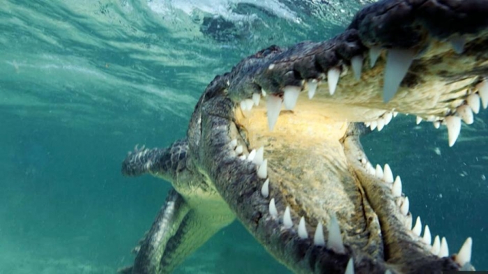 Невероятные картинки показывают бесстрашного дайвера, близко подобравшегося к большому крокодилу у берегов Мексики