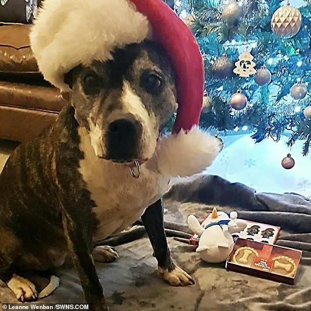 Нервная собачка по имени Рокси наслаждается первым Рождеством с новыми хозяевами