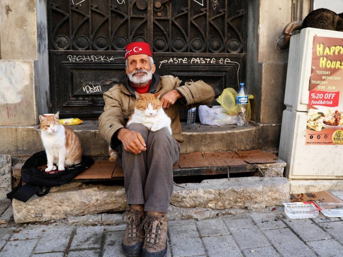 Тайная жизнь уличных кошек Стамбула