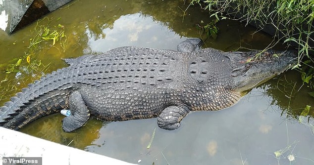 Женщина ученый была съедена крокодилом живьем, когда она кормила его в индонезийской лаборатории