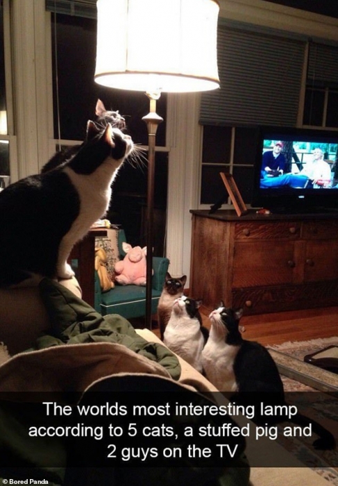 Владельцы домашних животных делятся самыми веселыми моментами со своими кошками