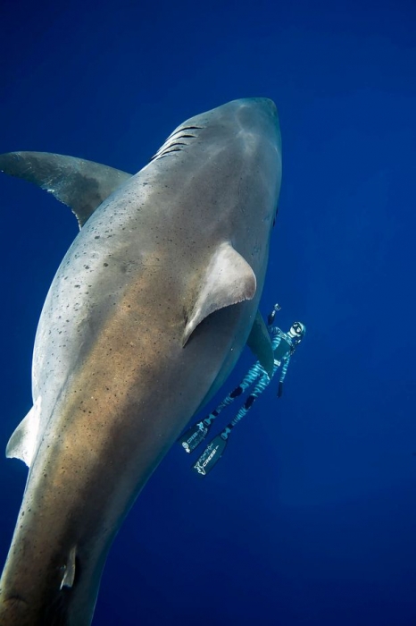 Большая белая акула, получившая название Deep Blue, - «самая большая из когда-либо пойманных на камеру»