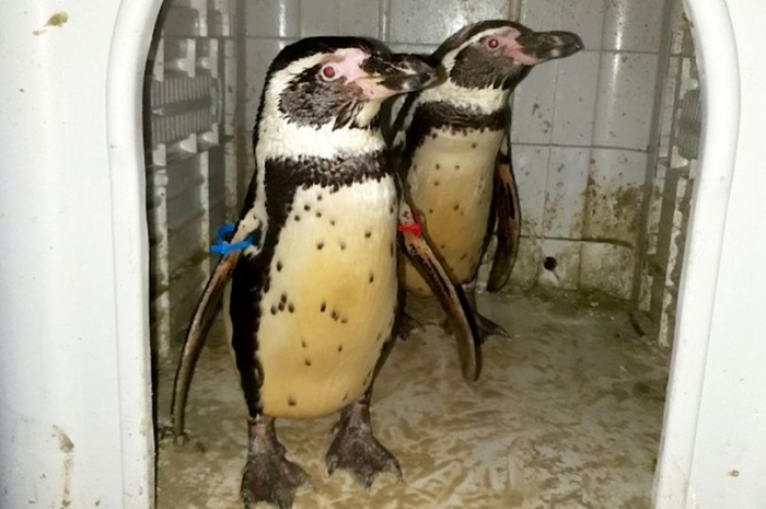 Пингвинов подобрала полиция после того, как парочка пропала из зоопарка