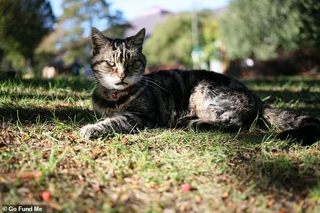 Всеми любимой кошке Милли, которая годами сидела в Вайтроузе, будет поставлен памятник, на который будет собрано 1800 фунтов стерлингов