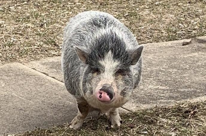 Пузатая свинья, свободно бегала возле дома с пакетом печенья Oreos