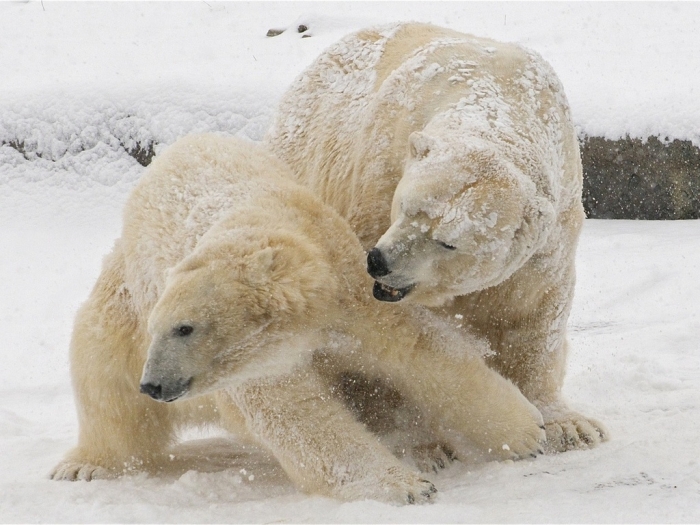 На архипелаге Новая Земля введен режим ЧС из-за нашествия белых медведей