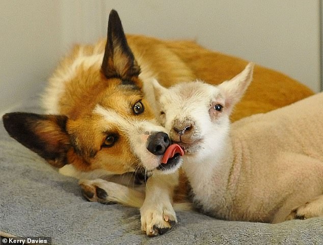 Ягненка «усыновила» собака-спасатель после смерти матери, и несовместимая пара даже улеглась вместе поспать