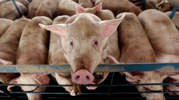 Ученые восстанавливают частичную функцию мозга у свиней, которые умерли несколькими часами ранее