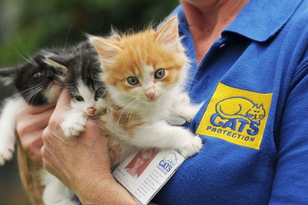 Английская организация «Защита кошек» не бросает своих питомцев одних