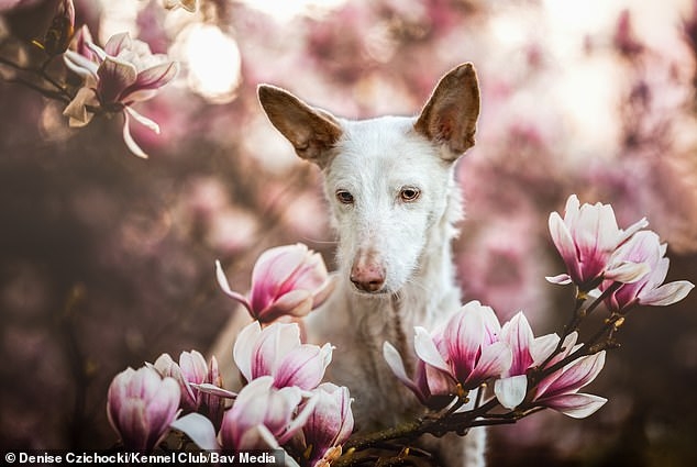 Кеннел Клуб объявил победителей в конкурсе фотографий собак и щенков. Победителем стал 14-летний глухой Мерлин