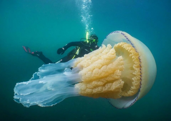 Гигантские медузы - размером с человека - замечены дайверами у побережья Корнуолла