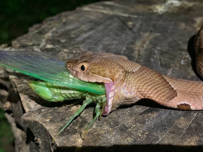 Фотограф из Арканзаса делает фото змеи, едящую цикаду