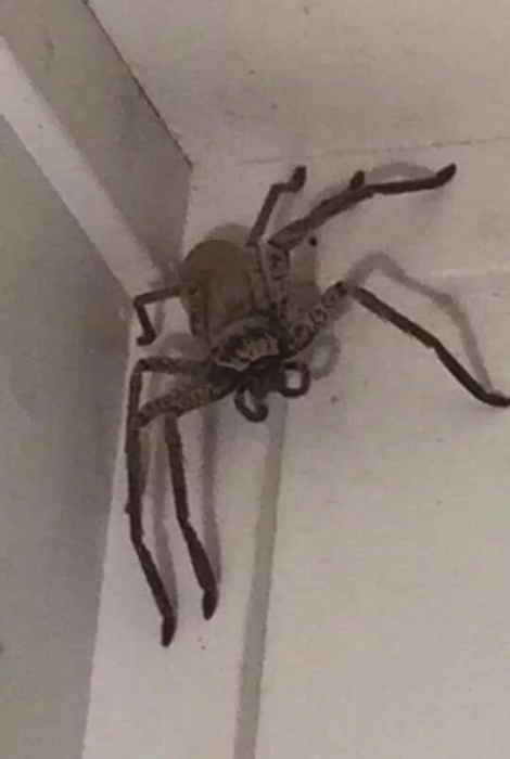 Испуганная женщина находит огромного паука-охотника размером со сковородку в гостиной