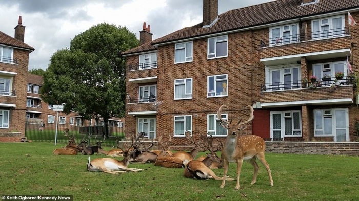 Сюрреальный момент стадо оленей захватывает жилой комплекс в Лондоне