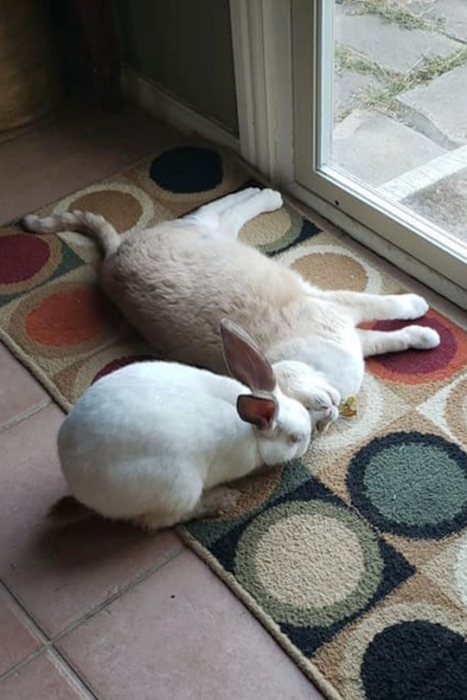 Очаровательный кролик и кошка лучшие друзья, и они абсолютно неразделимы
