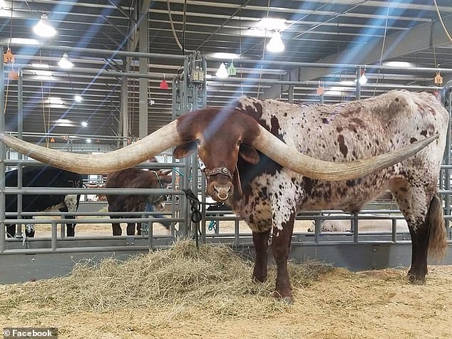 Техасский лонгхорн по имени Баклхед побил мировой рекорд по длине рога, длина которого 3,3 метра