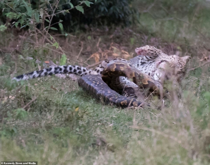 Питону леопард разбивает череп, когда тот хотел напасть на него