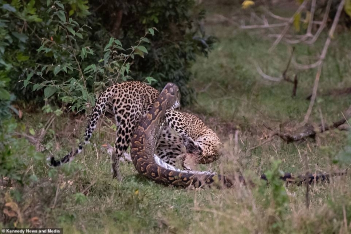 Питону леопард разбивает череп, когда тот хотел напасть на него
