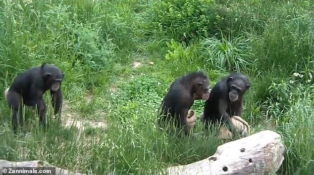 Ученые считают, что шимпанзе «Конго» проливает свет на то, как первые люди научились двигаться вместе синхронно
