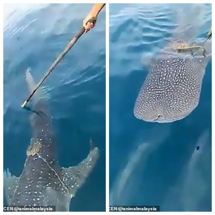 Китовая акула «поблагодарила» рыбаков взмахом хвоста, когда они отрезали от неё веревку у берегов Малайзии