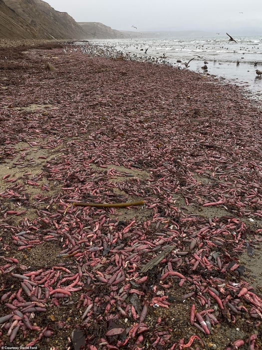 Тысячи «рыб-пенисов» выбросили волны на калифорнийский пляж после того, как шторм размыл их подводные норы