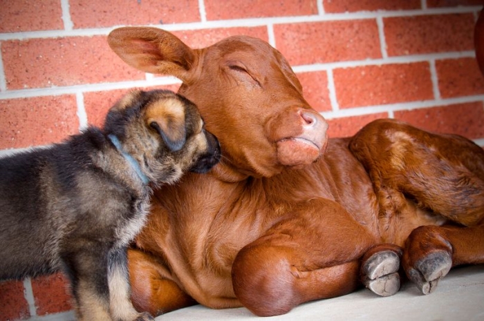 Осиротевший теленок думает, что он собака после того, как его вырастили немецкие овчарки